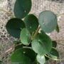 Chinese Money Plant (Pilea Peperomide) – 4″ Pot